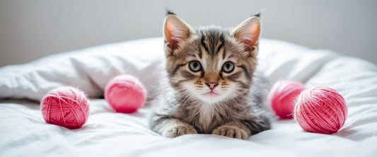7 Easy Ways to Keep Your Cat Happy & Active