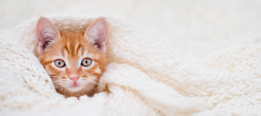 The Ultimate Cat Care Starter Kit β 6 Essentials Every Cat Needs
