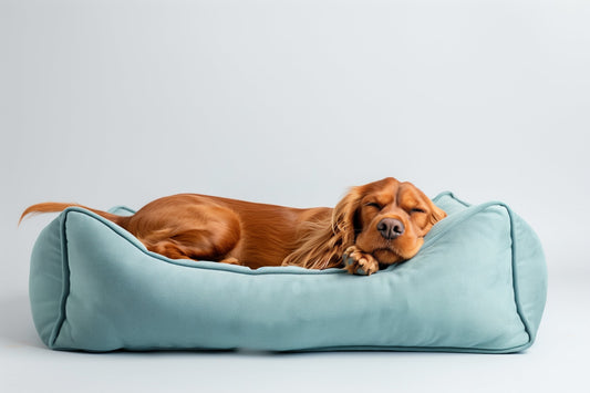 How to Choose the Perfect Dog Bed – 5 Quick Tips