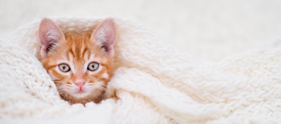The Ultimate Cat Care Starter Kit – 6 Essentials Every Cat Needs