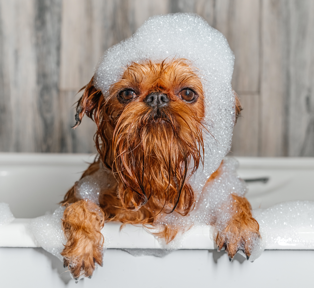 Dog Grooming & Cleaning